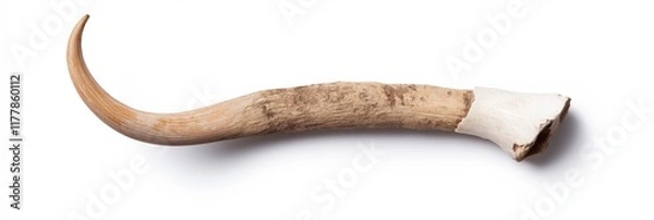 Fototapeta A long, curved bone with a white tip. The bone is brown and has a rough texture