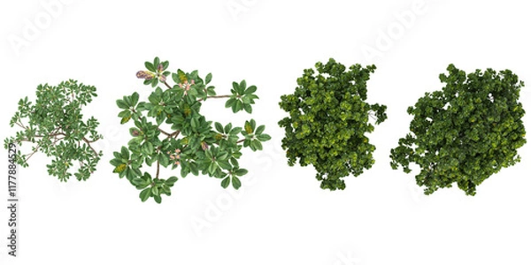 Fototapeta Collection of Ficus,Plumeria plants on transparent background from the top view