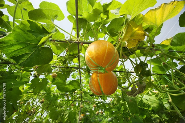 Obraz fresh  pumpkin in a modern agricultural garden