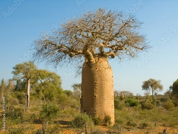 Obraz Bottle shaped Baobab tree