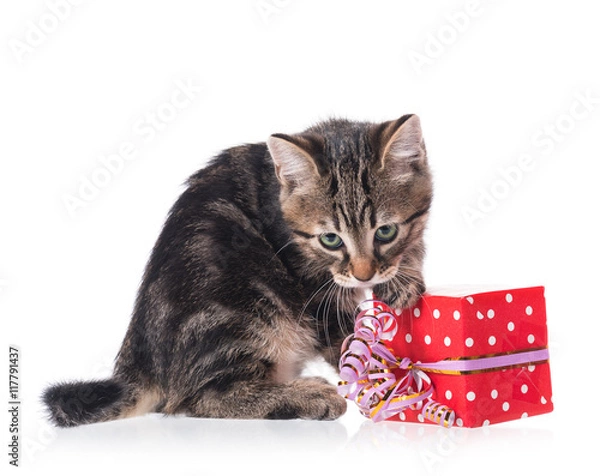 Obraz Cute little kitten