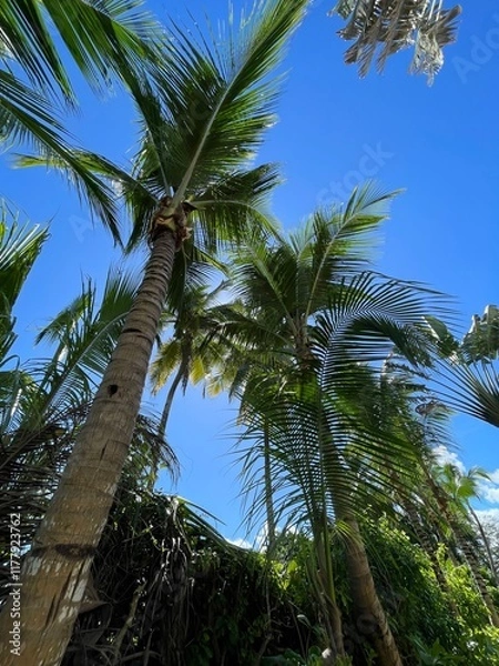 Obraz coconut trees