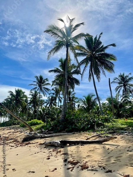 Obraz palm trees on the beach