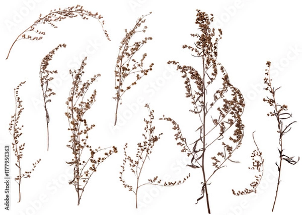 Obraz Dry brown autumn grass branches set isolated on white background