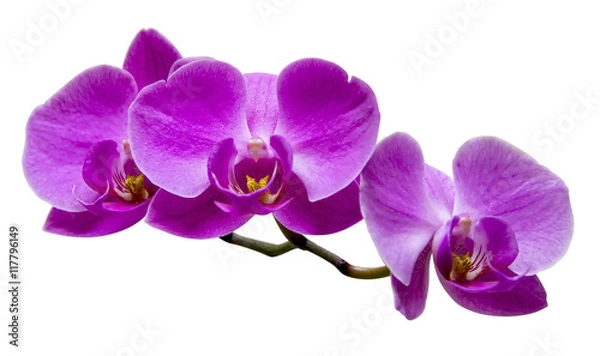 Fototapeta Purple orchid on white