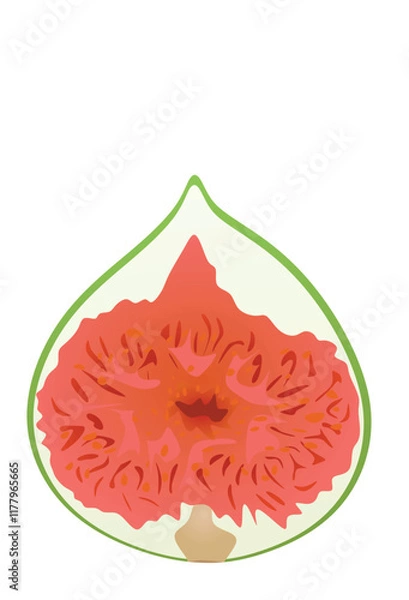 Fototapeta Fig on white background. vector illustration