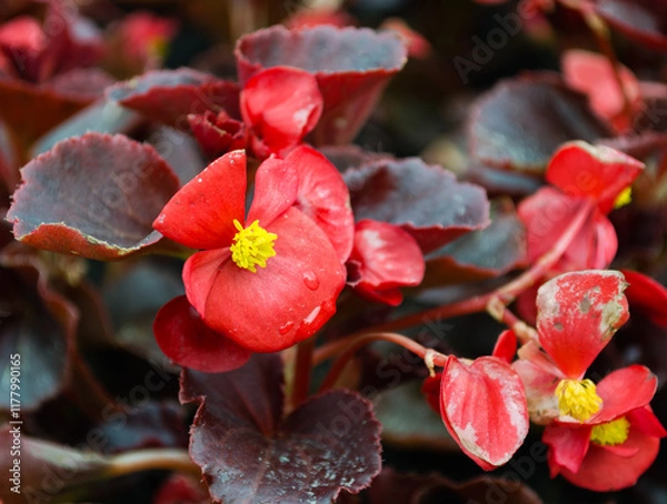 Obraz Close-up of a bright red flower with yellow stamens