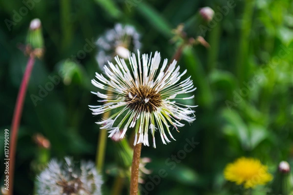 Obraz Close-Up of a Dewy Dandelion in Nature