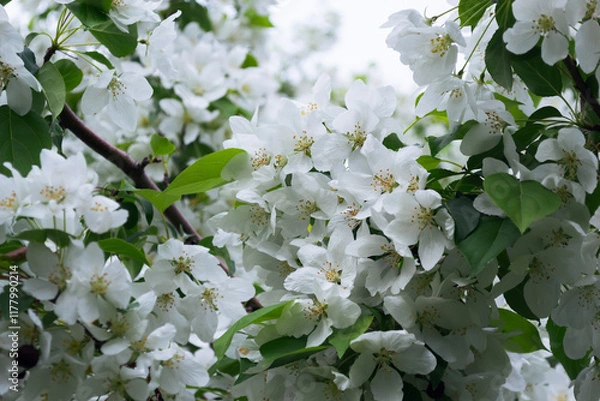 Obraz Close-up of white apple blossoms in spring