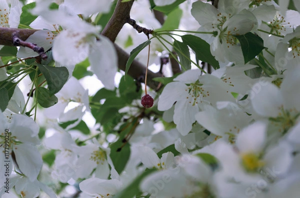 Obraz Close-up of white apple blossoms in spring