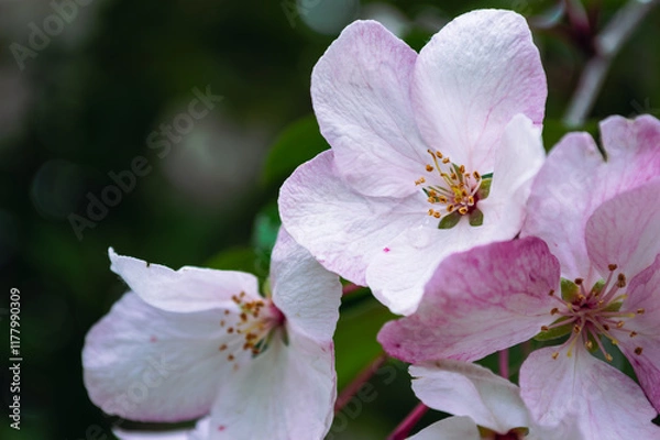 Obraz Close-Up of Pink Spring Blossoms on Branch