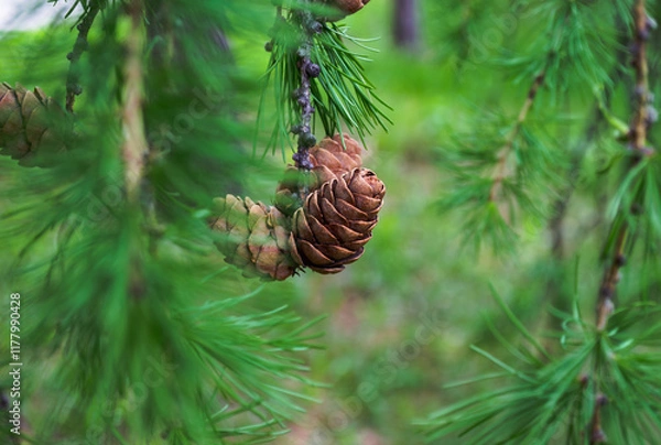 Obraz Pine Cones on Evergreen Tree Branch