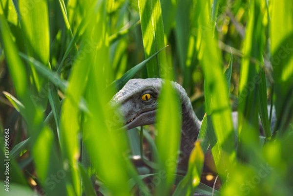Obraz Velociraptor dinosaur toy in the middle of lush green grass