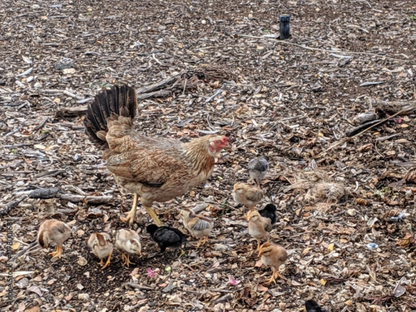 Fototapeta Chickens foraging in the dirt on Oahu, Hawaii with their chicks bustling around during a sunny day