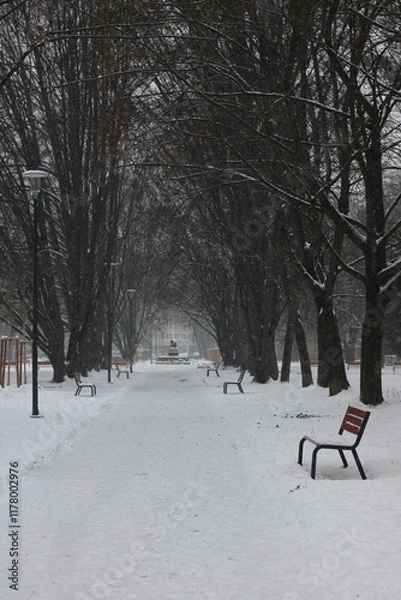 Fototapeta Walk through park in winter on a misty snowy day