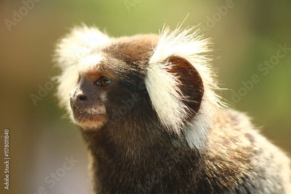 Obraz White-tufted-eared marmoset looking curiously.