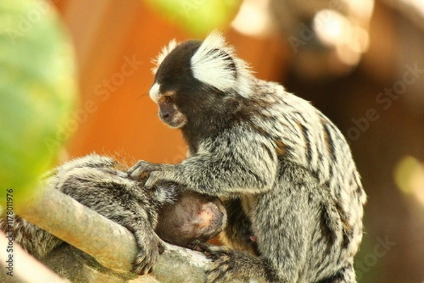 Obraz White tufted marmoset couple relaxing in the sunny afternoon. 