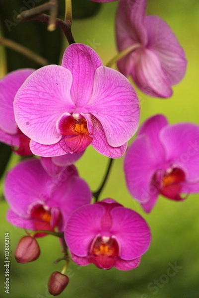 Obraz Pink and white orchid in afternoon shade, with blurred background of foliage