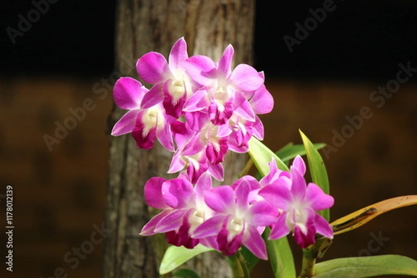 Obraz A photograph that captures the delicate and vibrant beauty of a pink orchid.