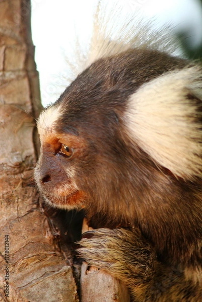 Obraz White-tufted marmoset on the stem of a coconut tree, looking curiously to the side, in profile