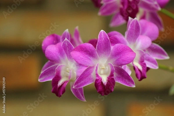 Obraz Pink and white orchid in afternoon shade, with blurred background of brick mural