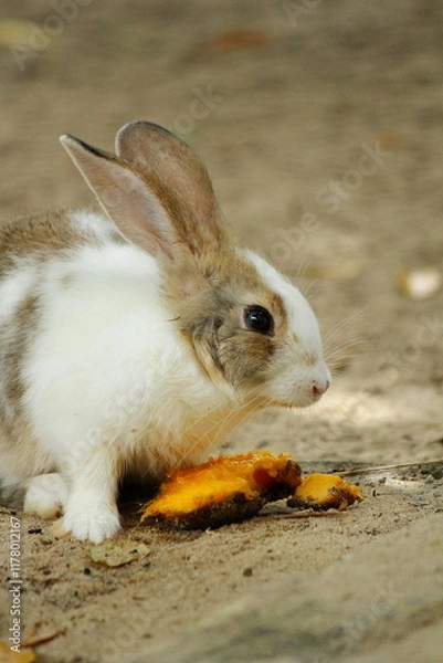 Obraz White and gray rabbit near a mango, on dry ground, looking at the photographer