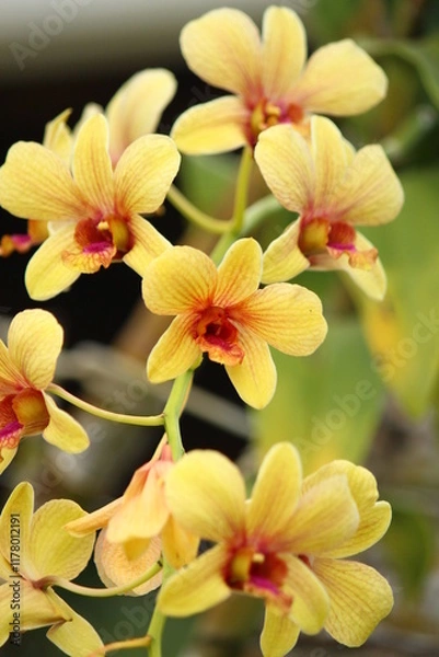 Fototapeta A lush photograph that captures the delicate beauty of a yellow orchid. The vibrant petals and contrasting center create a visually arresting composition.