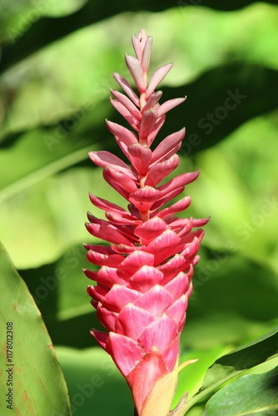 Obraz Tropical plant known for its lush and colorful inflorescences, against a blurred green background