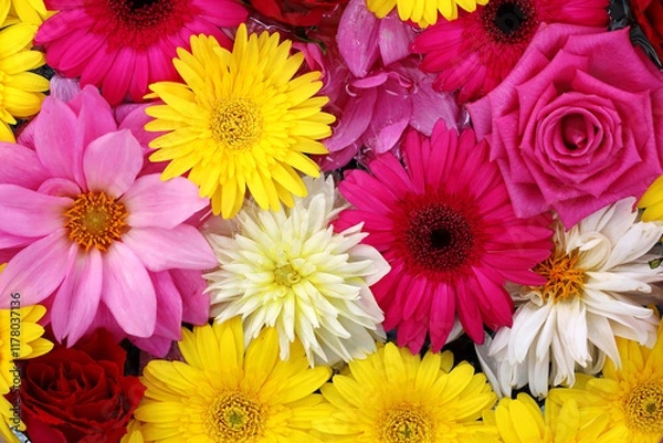 Obraz Background material photo of colorful flowers floating on water taken from above