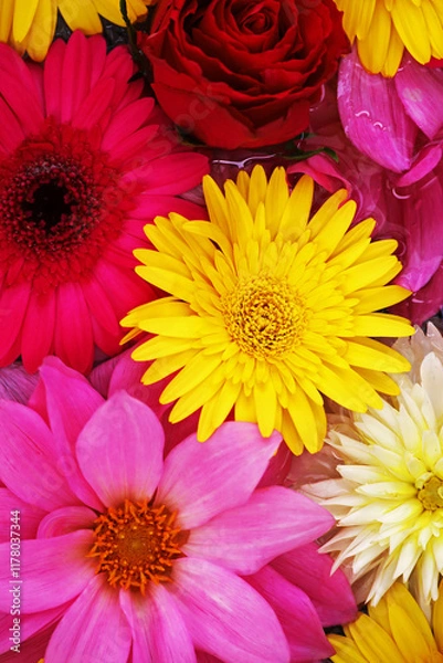 Obraz Background material photo of colorful flowers floating on water taken from above