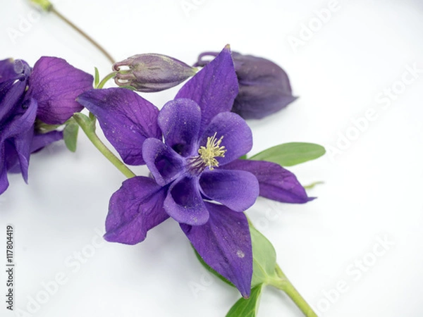 Obraz aquilegia