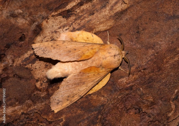 Obraz Lappet moth