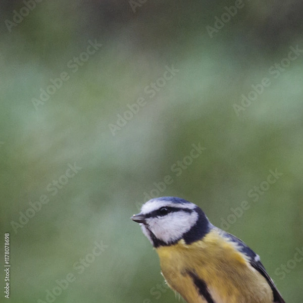 Fototapeta Blue tit with blurred background