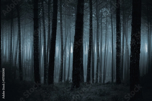Obraz Ciemny mglisty las