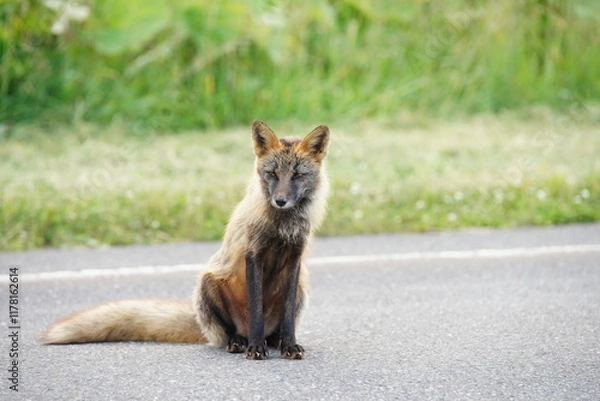 Obraz キタキツネ