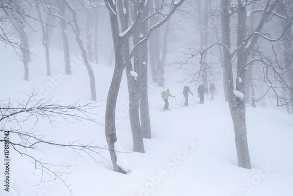 Obraz 山スキー　樹林帯を登る