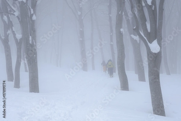 Obraz 山スキー　樹林帯を登る