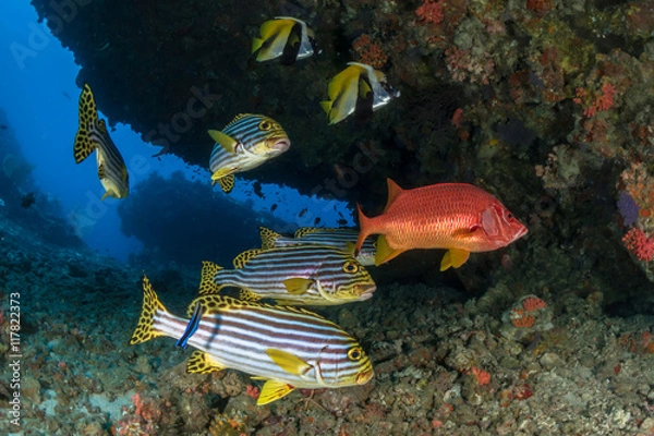 Obraz All fish, All brothers.