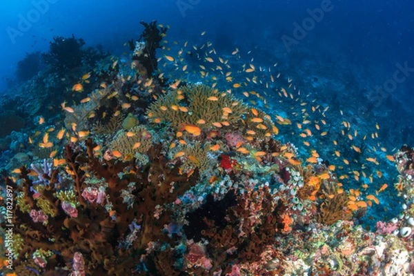 Obraz Maldivian Reef