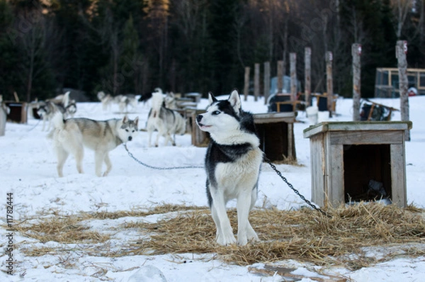 Fototapeta Chained dogs