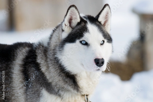 Fototapeta Huski dog