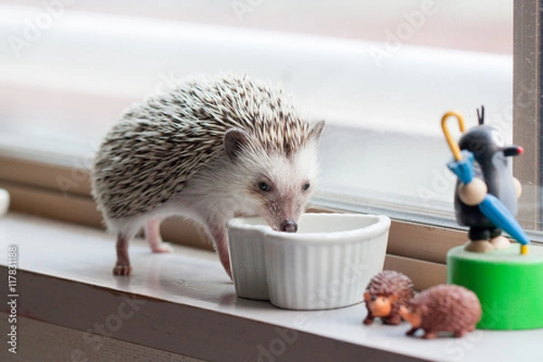 Obraz Hedgehog and eat like crazy at the window