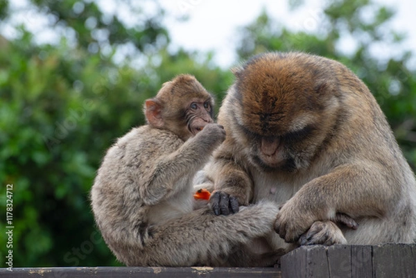 Fototapeta Infant Gibraltar macaques (a.k.a. Barbary apes or rock apes) feeding and embracing their mother.