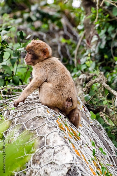 Fototapeta A child Barbary macaque (a.k.a. Barbary ape or rock ape) sits alone on a rock.