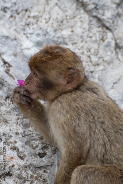 Fototapeta A child Barbary macaque (a.k.a. Barbary ape or rock ape) sits on a rock and eats a flower.