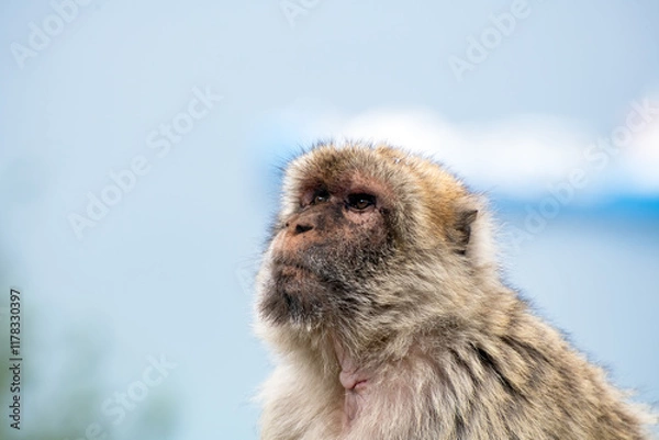 Fototapeta Portrait of an adult Barbary macaque in Gibraltar that has a thoughtful expression on its face.