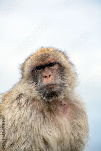 Fototapeta Portrait of an adult Barbary macaque in Gibraltar that has a thoughtful expression on its face.