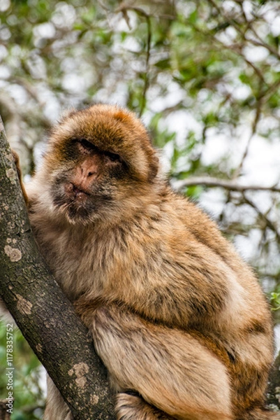 Fototapeta Portrait of a Barbary macaque (a.k.a. Barbary ape or rock ape) in Gibraltar, sitting in a tree facing the camera.