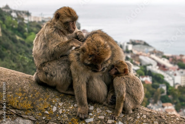 Fototapeta Infant Gibraltar macaques (a.k.a. Barbary apes or rock apes) feeding and embracing their mother.