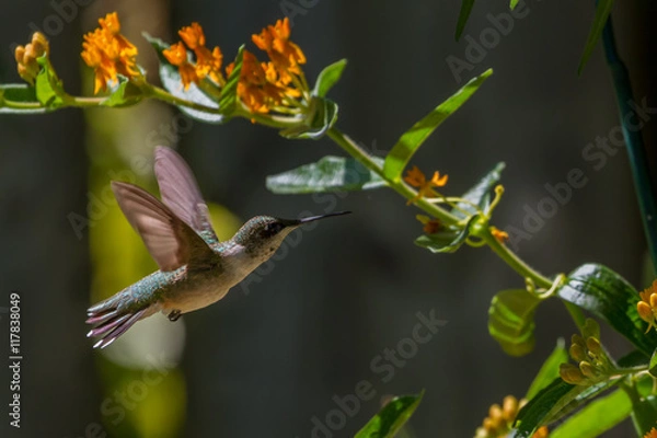 Fototapeta Ruby-throated Humingbird